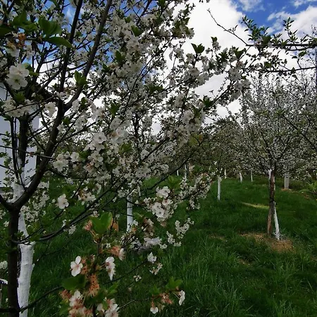 In Misevici - 10 Minutes From Sarajevo Holiday home Hadzici